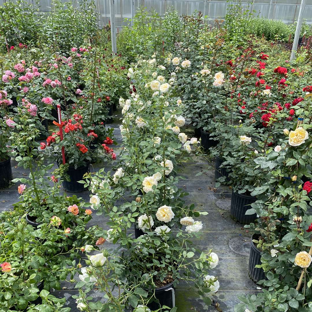 Rose - REMINISCENT Crema