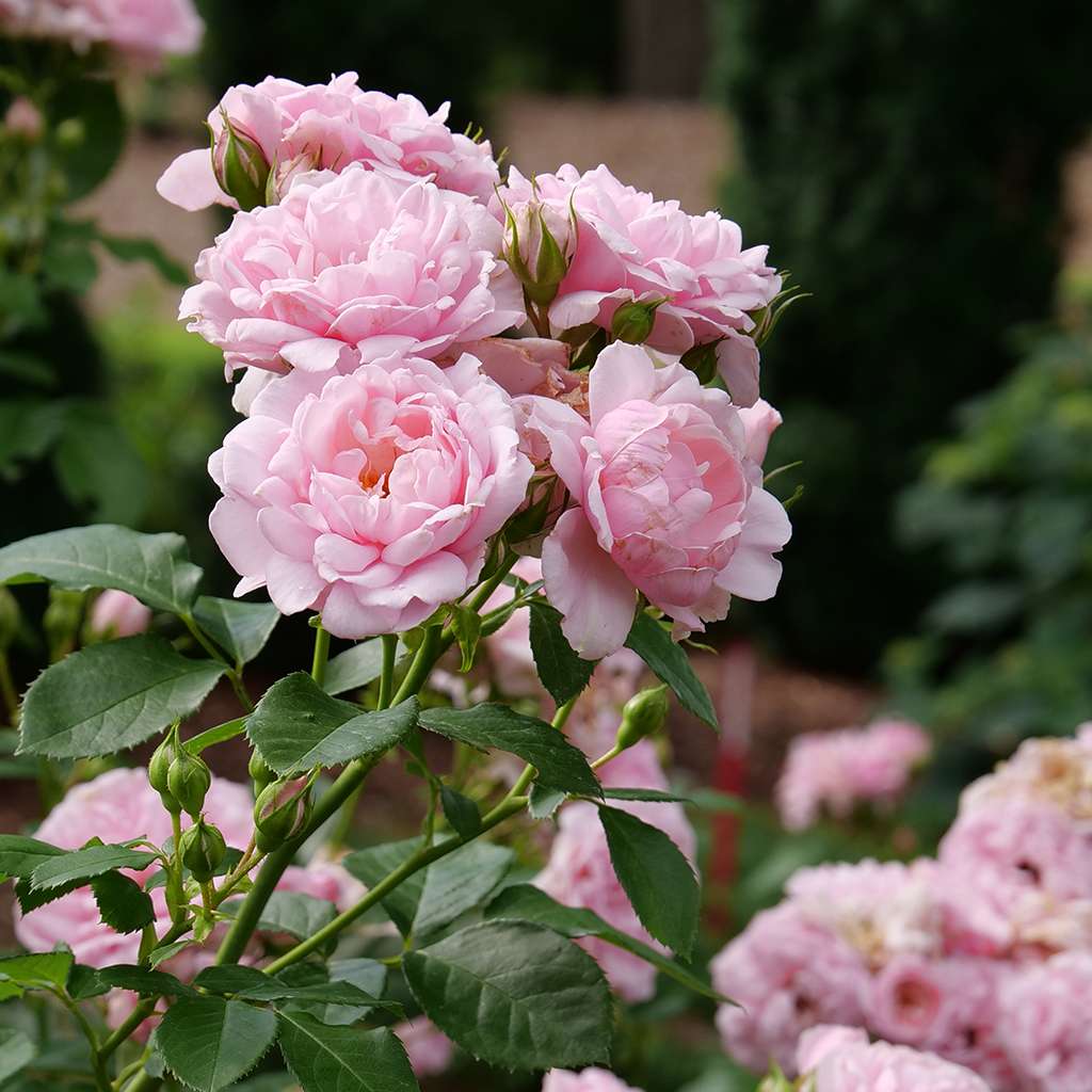 Rose - REMINISCENT Pink