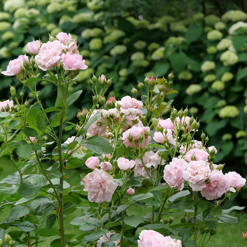 Rose - REMINISCENT Pink