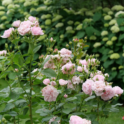 Rose - REMINISCENT Pink