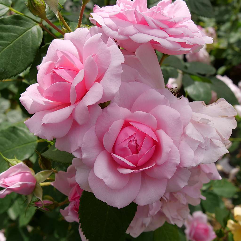 Rose - REMINISCENT Pink