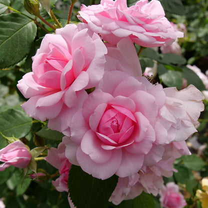 Rose - REMINISCENT Pink