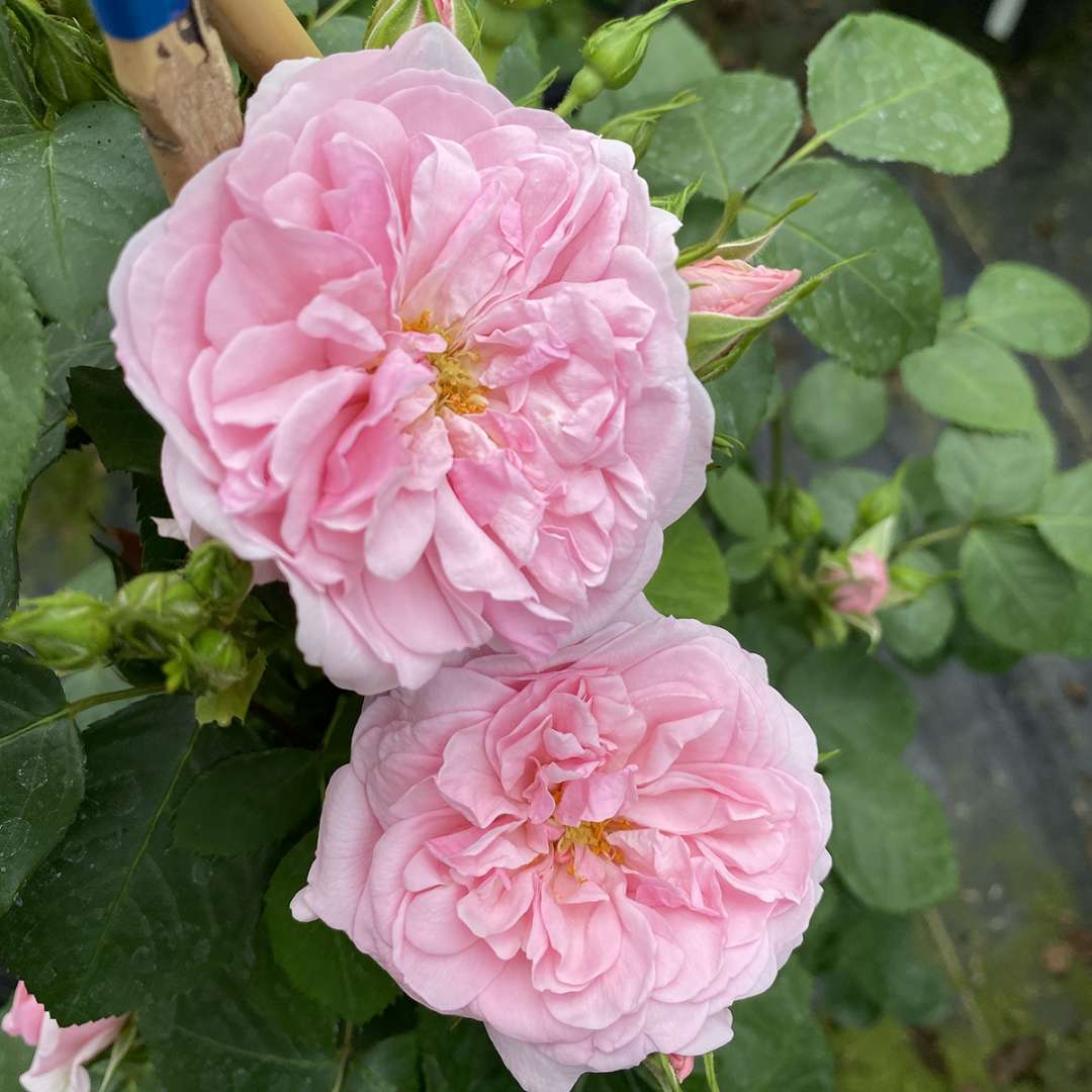 Rose - REMINISCENT Pink