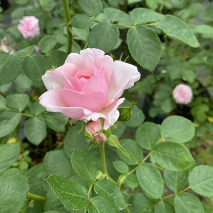 Rose - REMINISCENT Pink