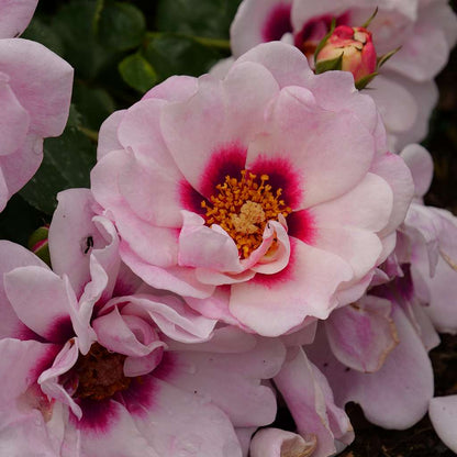 Landscape Rose - RINGO Double Pink