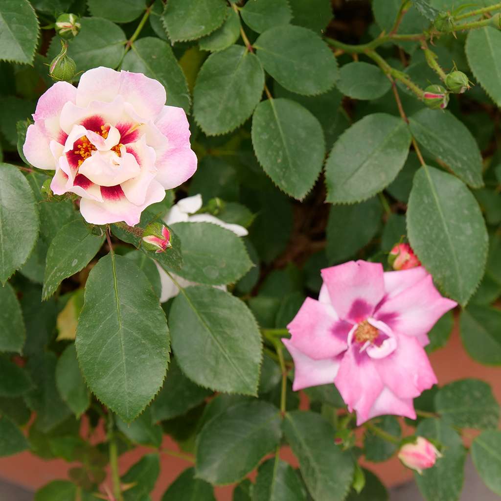 Landscape Rose - RINGO Double Pink