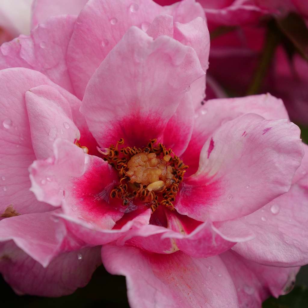 Landscape Rose - RINGO Double Pink