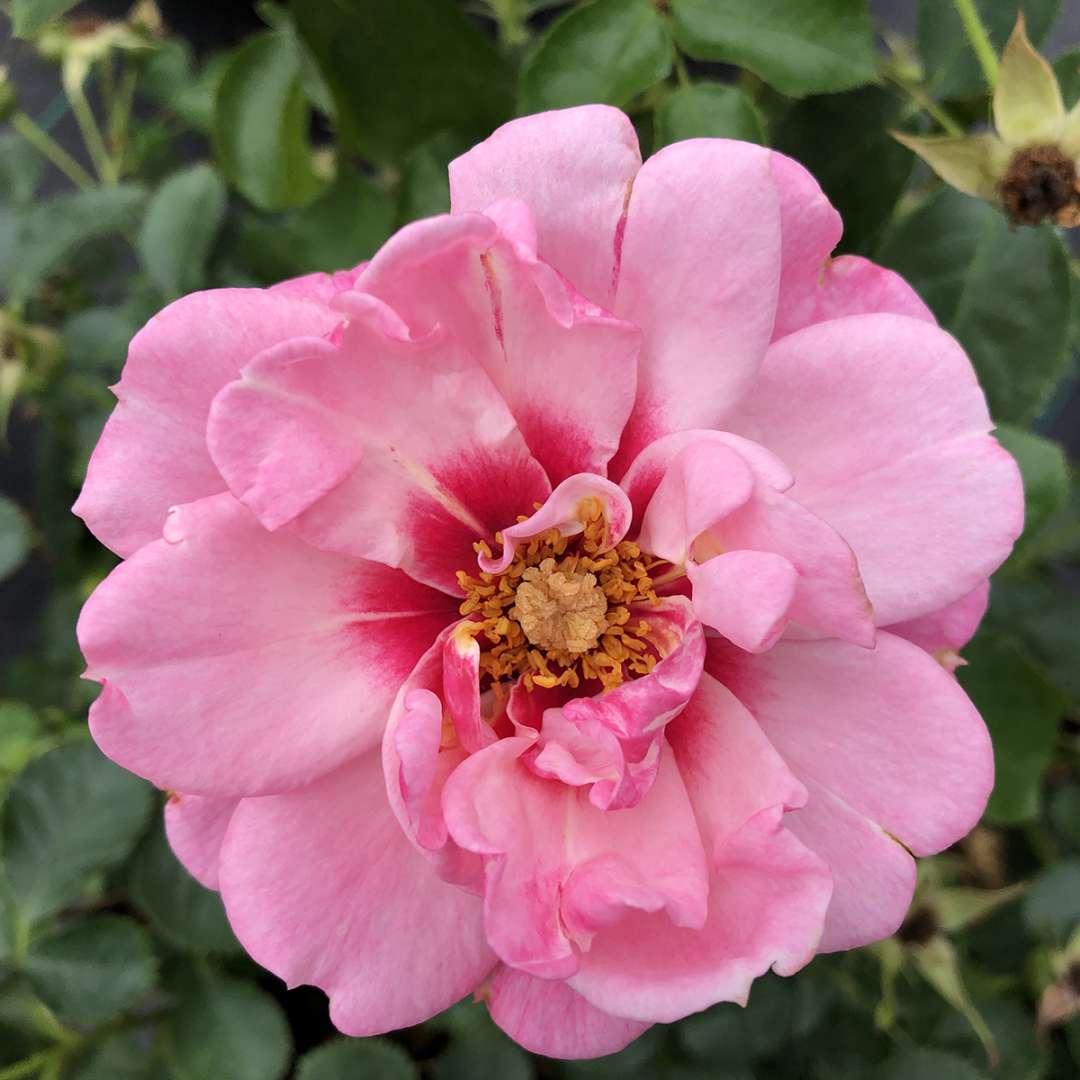 Landscape Rose - RINGO Double Pink
