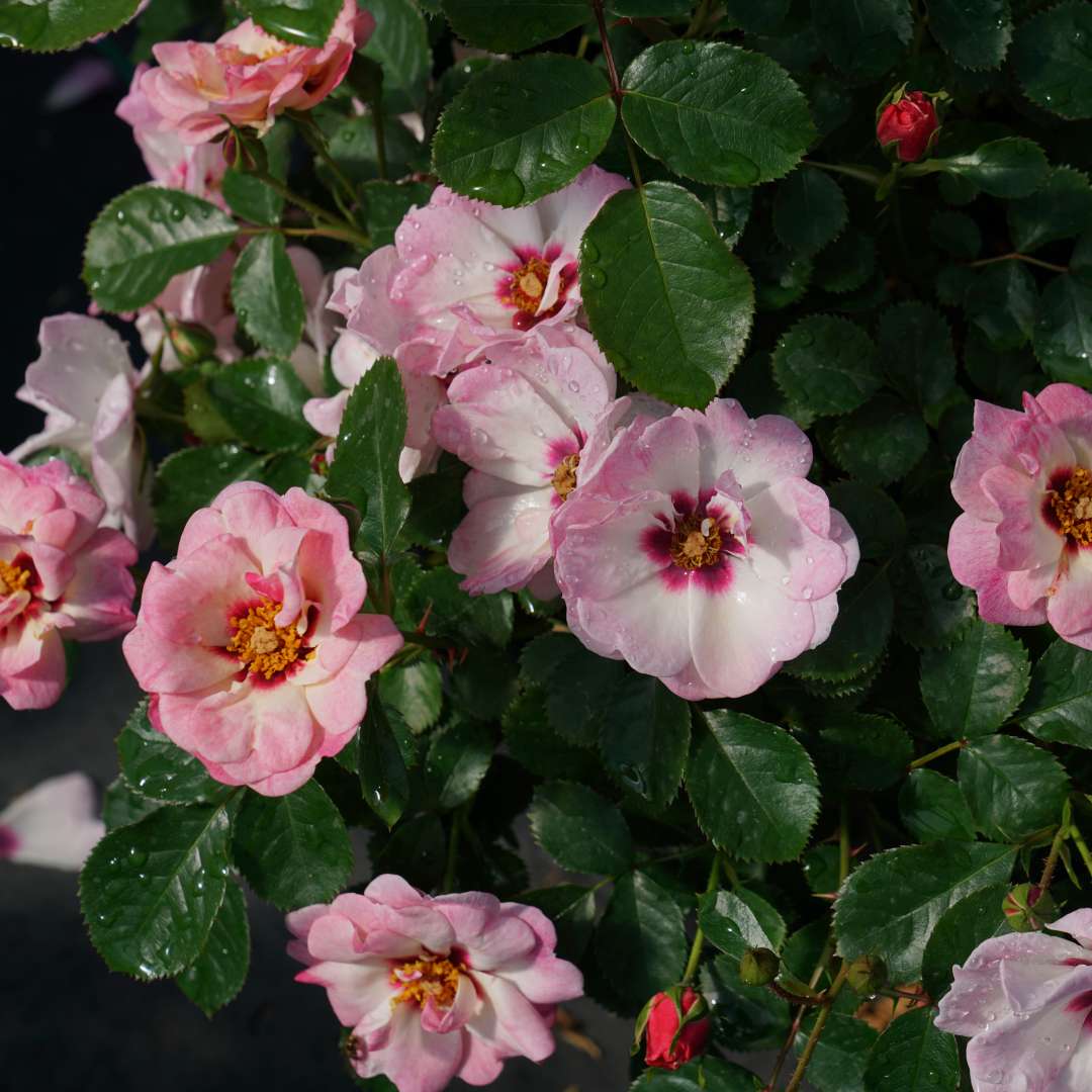 Landscape Rose - RINGO Double Pink