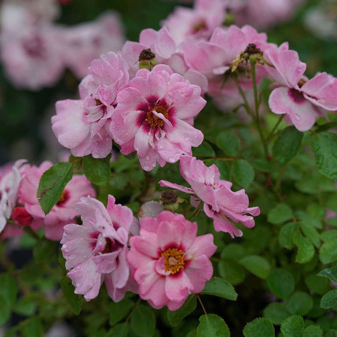 Landscape Rose - RINGO Double Pink