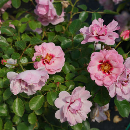 Landscape Rose - RINGO Double Pink