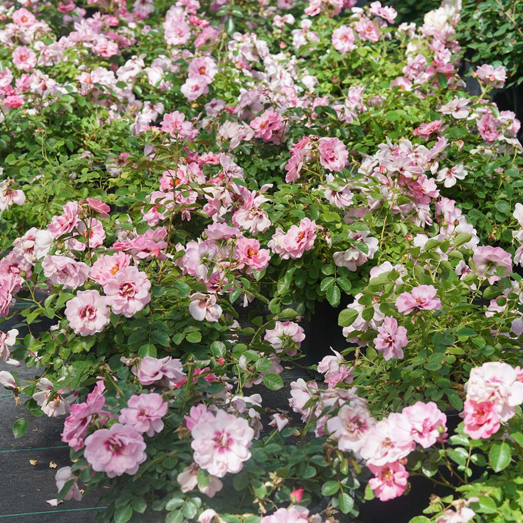 Landscape Rose - RINGO Double Pink