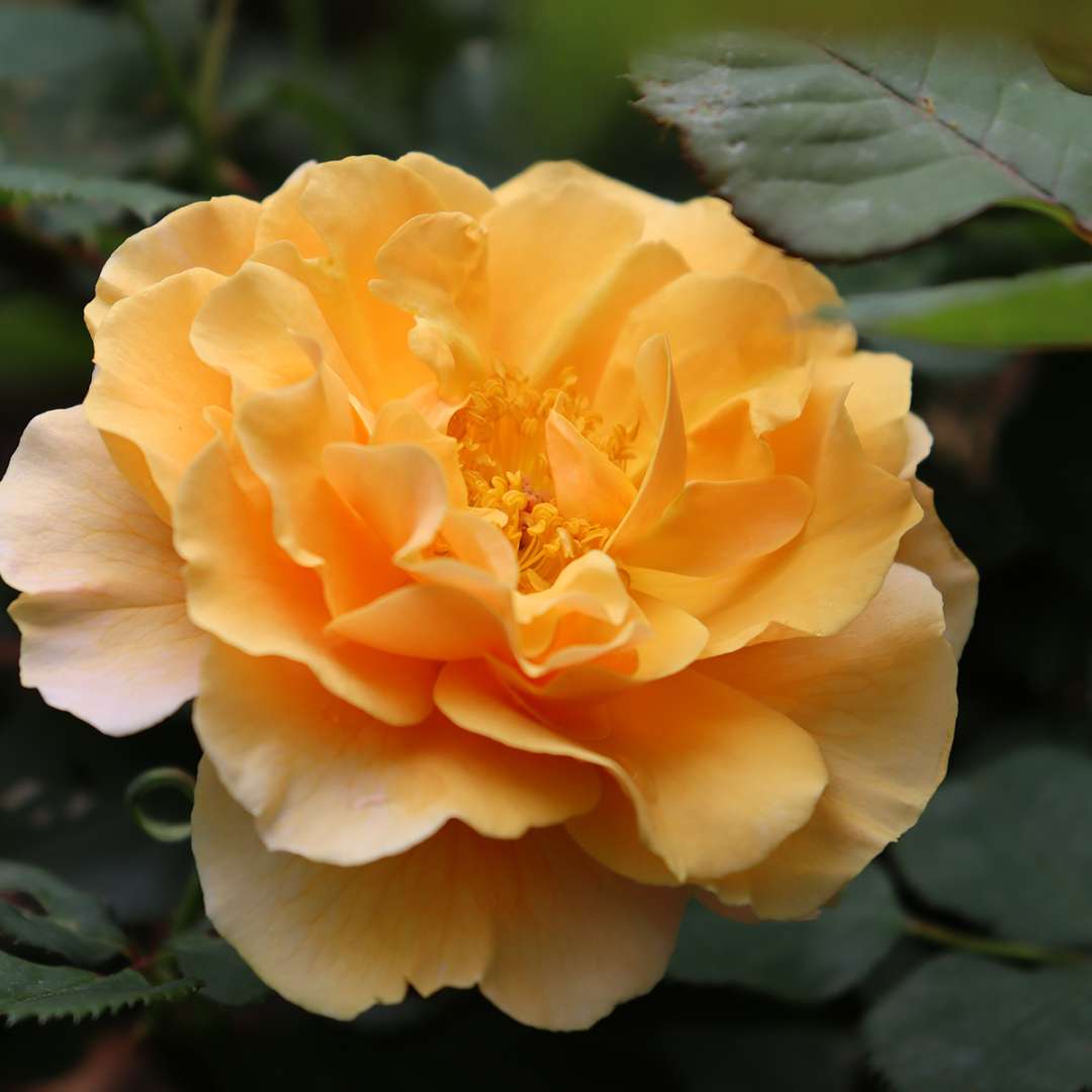 Rose - Proven Winners Rise Up Amberness