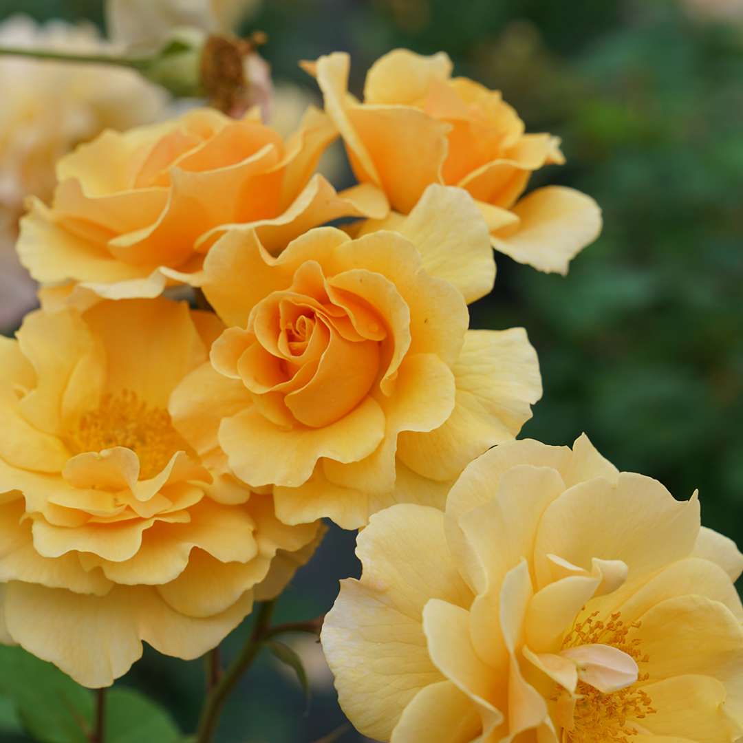 Rose - Proven Winners Rise Up Amberness