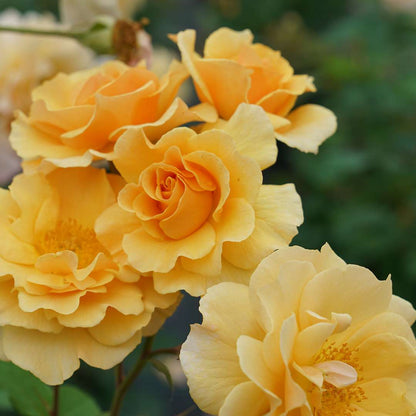 Rose - Proven Winners Rise Up Amberness