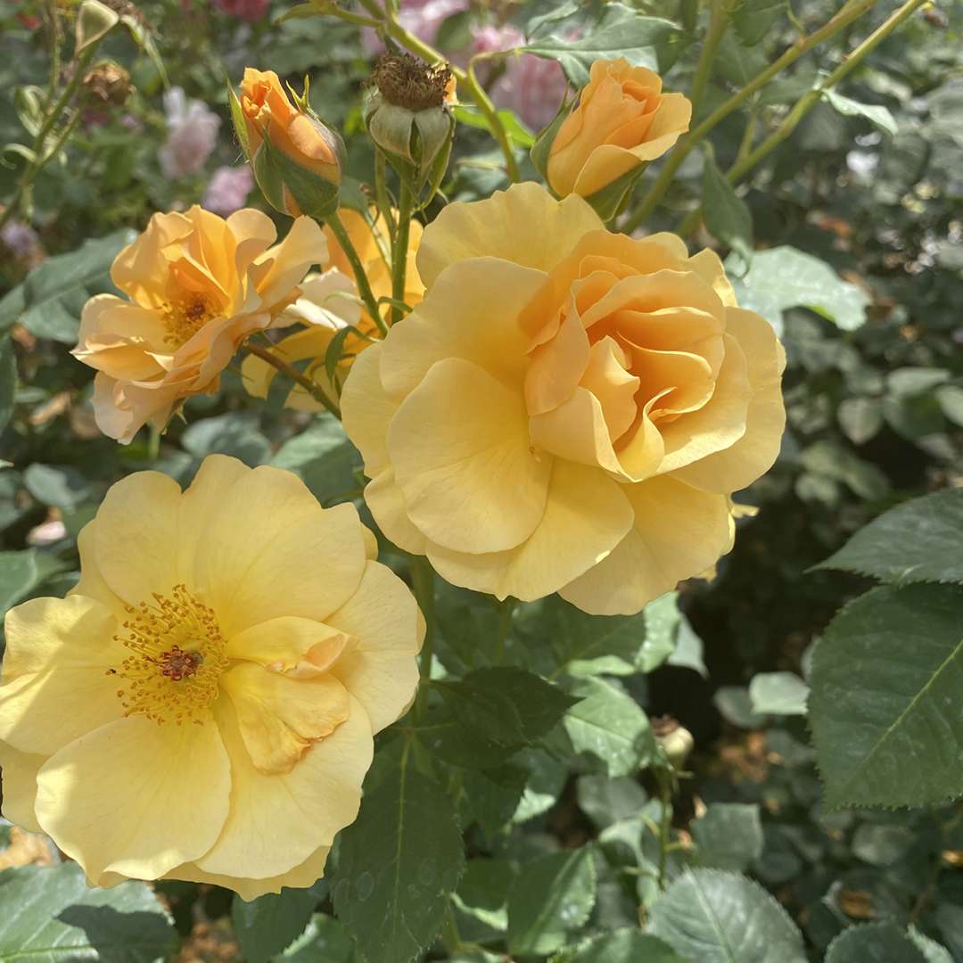 Rose - Proven Winners Rise Up Amberness