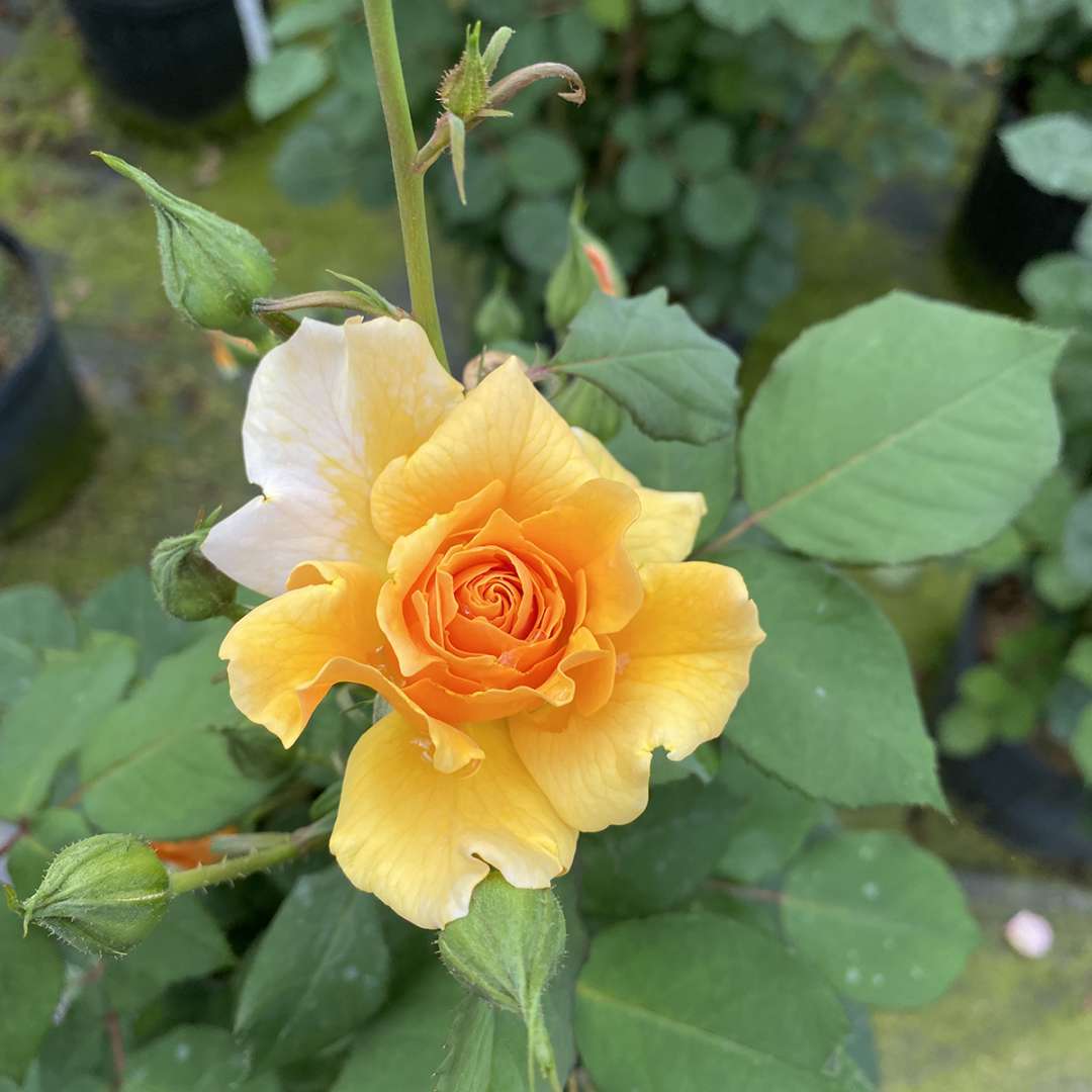 Rose - Proven Winners Rise Up Amberness