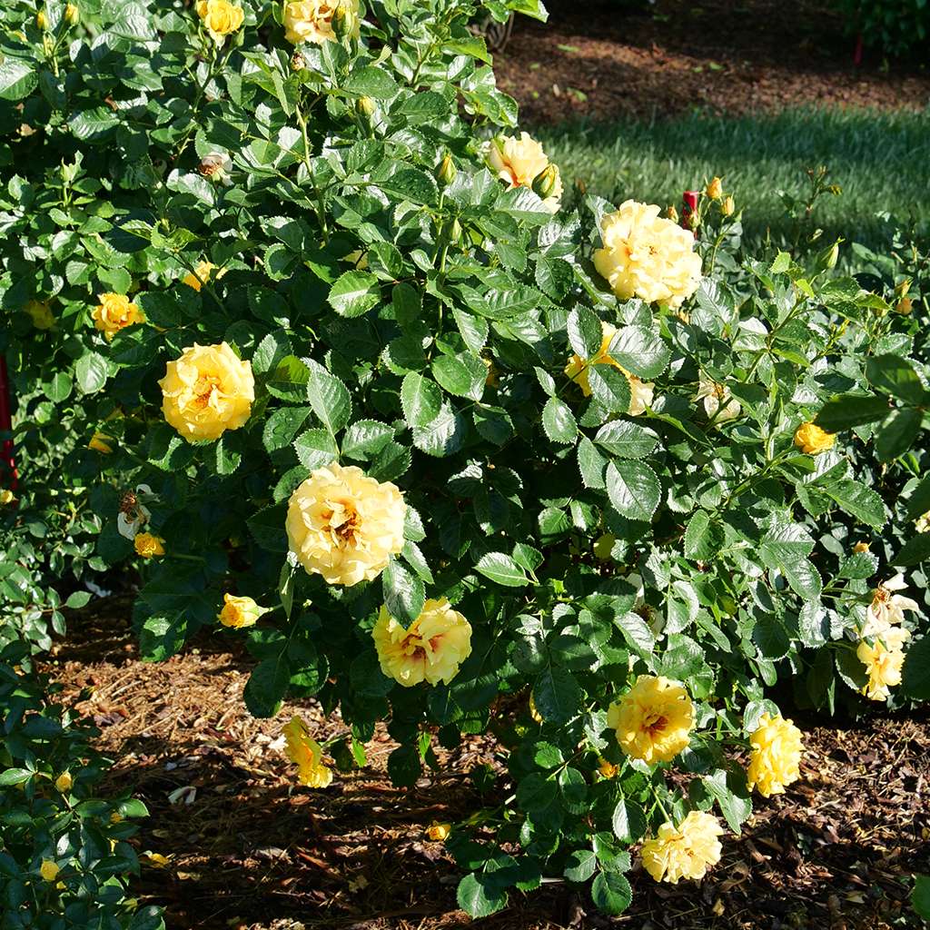 Climbing Rose - RISE UP RINGO