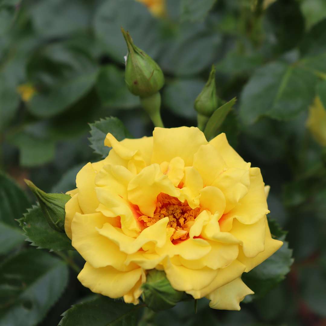 Climbing Rose - RISE UP RINGO