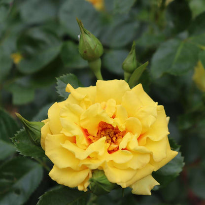 Climbing Rose - RISE UP RINGO
