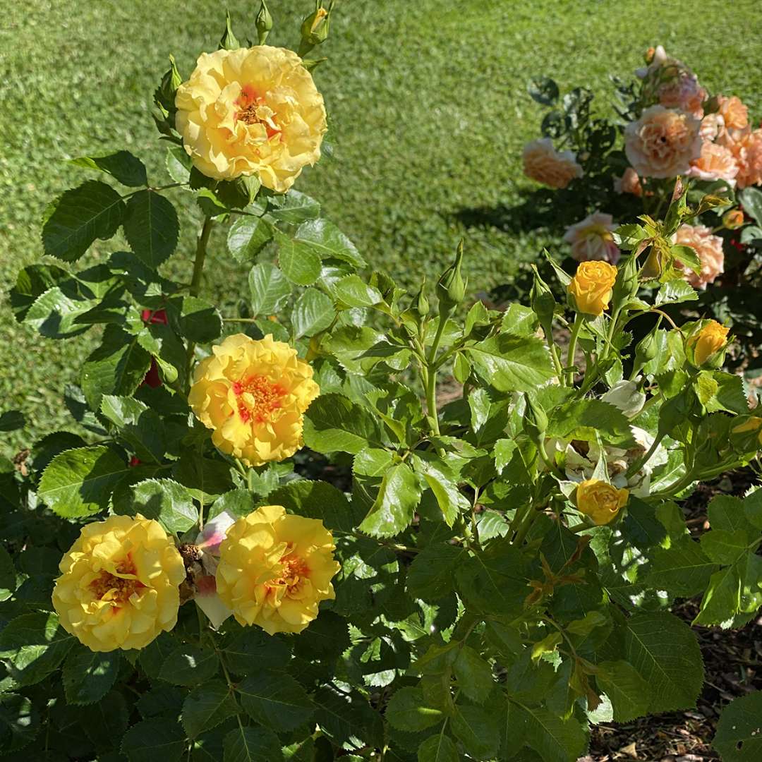 Climbing Rose - RISE UP RINGO