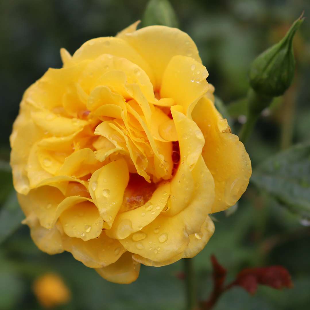 Climbing Rose - RISE UP RINGO
