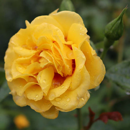 Climbing Rose - RISE UP RINGO
