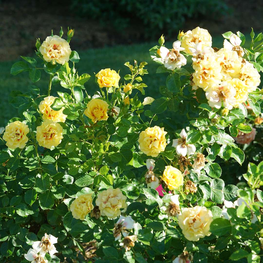 Climbing Rose - RISE UP RINGO
