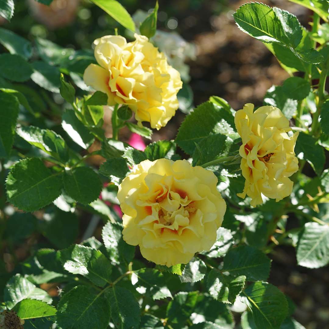 Climbing Rose - RISE UP RINGO