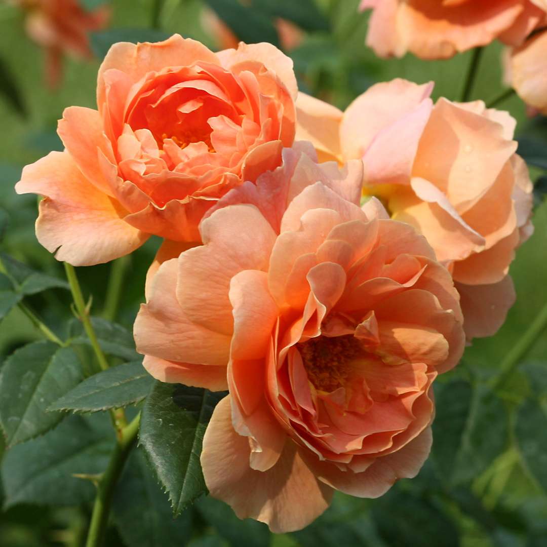 Rose - Proven Winners At Last