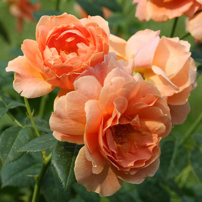 Rose - Proven Winners At Last