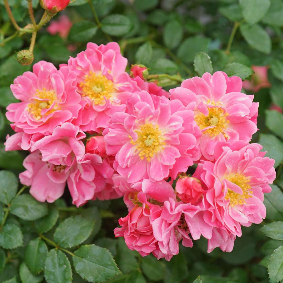 Rose - OSO EASY Double Pink