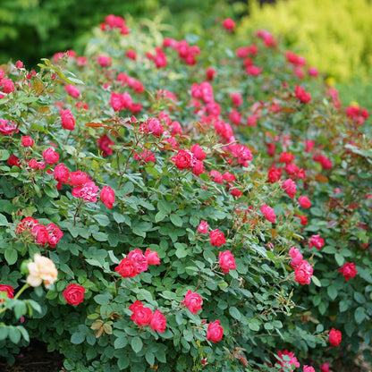 Rose - Proven Winners Oso Easy Double Red