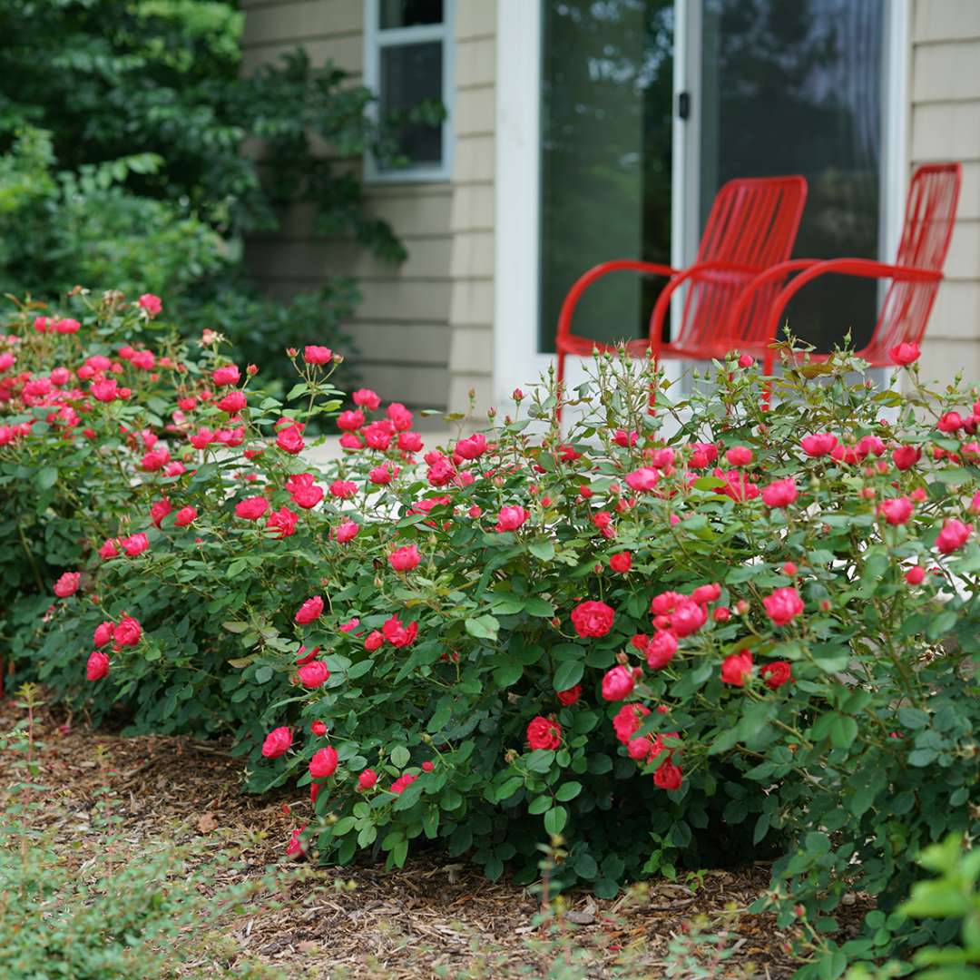 Rose - Proven Winners Oso Easy Double Red