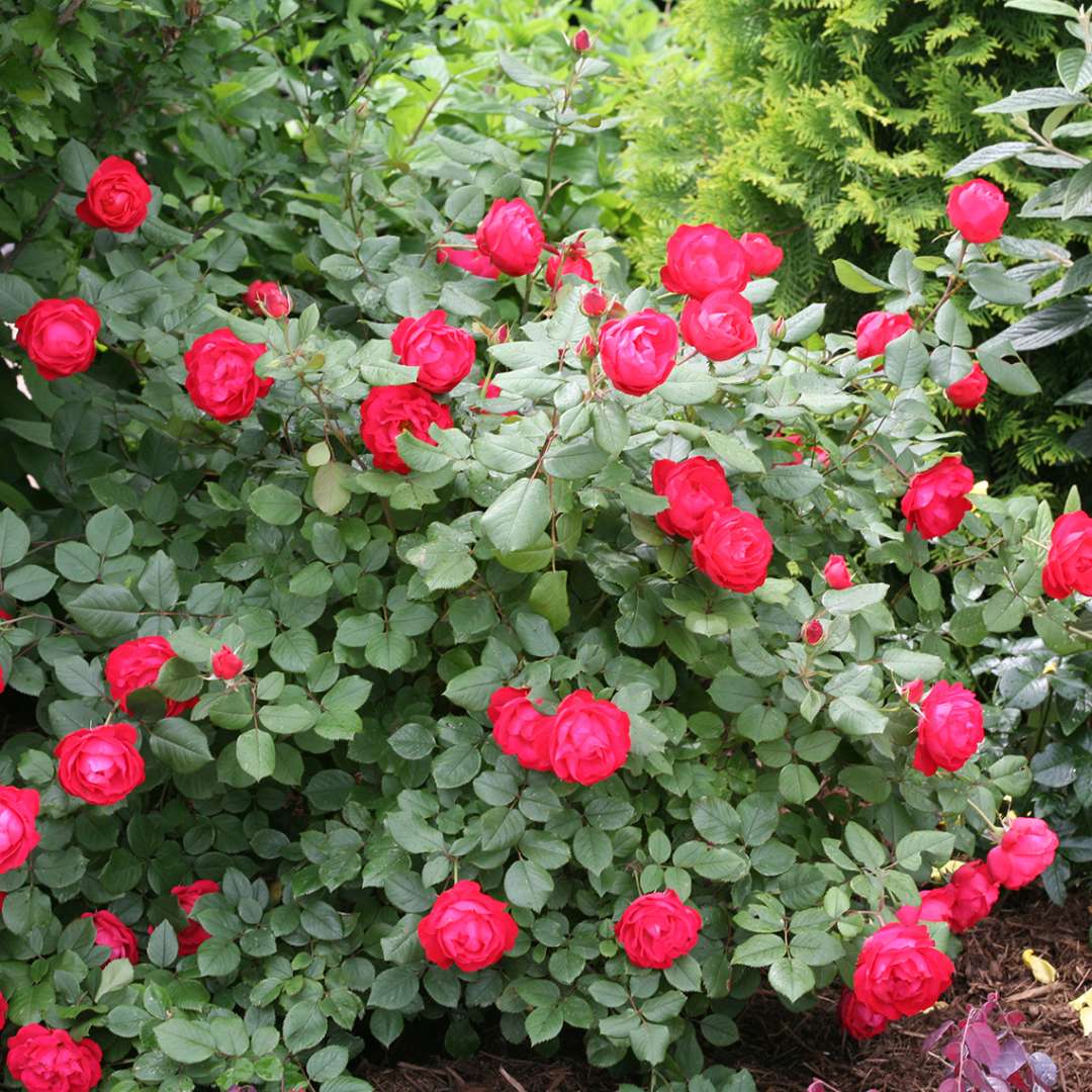 Rose - Proven Winners Oso Easy Double Red