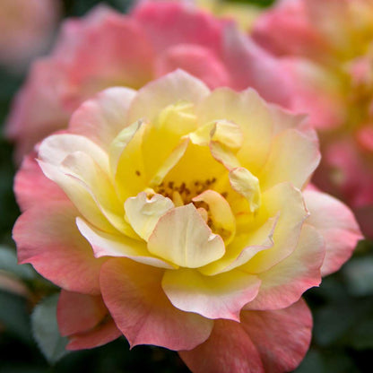 Rose - OSO EASY ITALIAN ICE