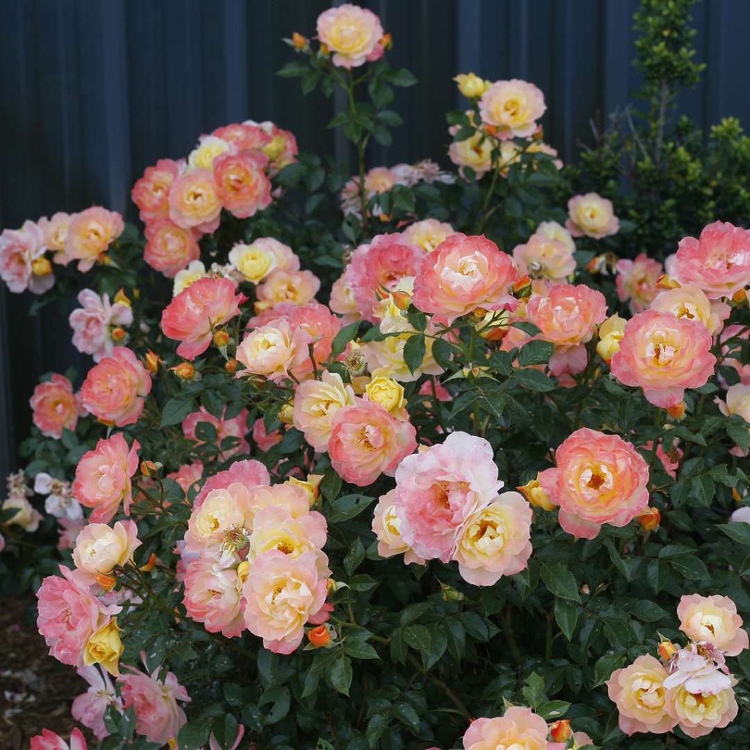 Rose - OSO EASY ITALIAN ICE