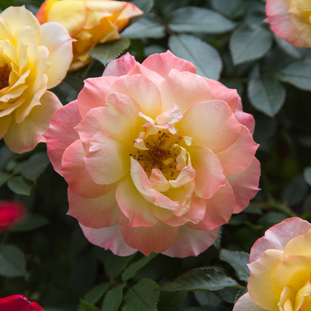 Rose - OSO EASY ITALIAN ICE