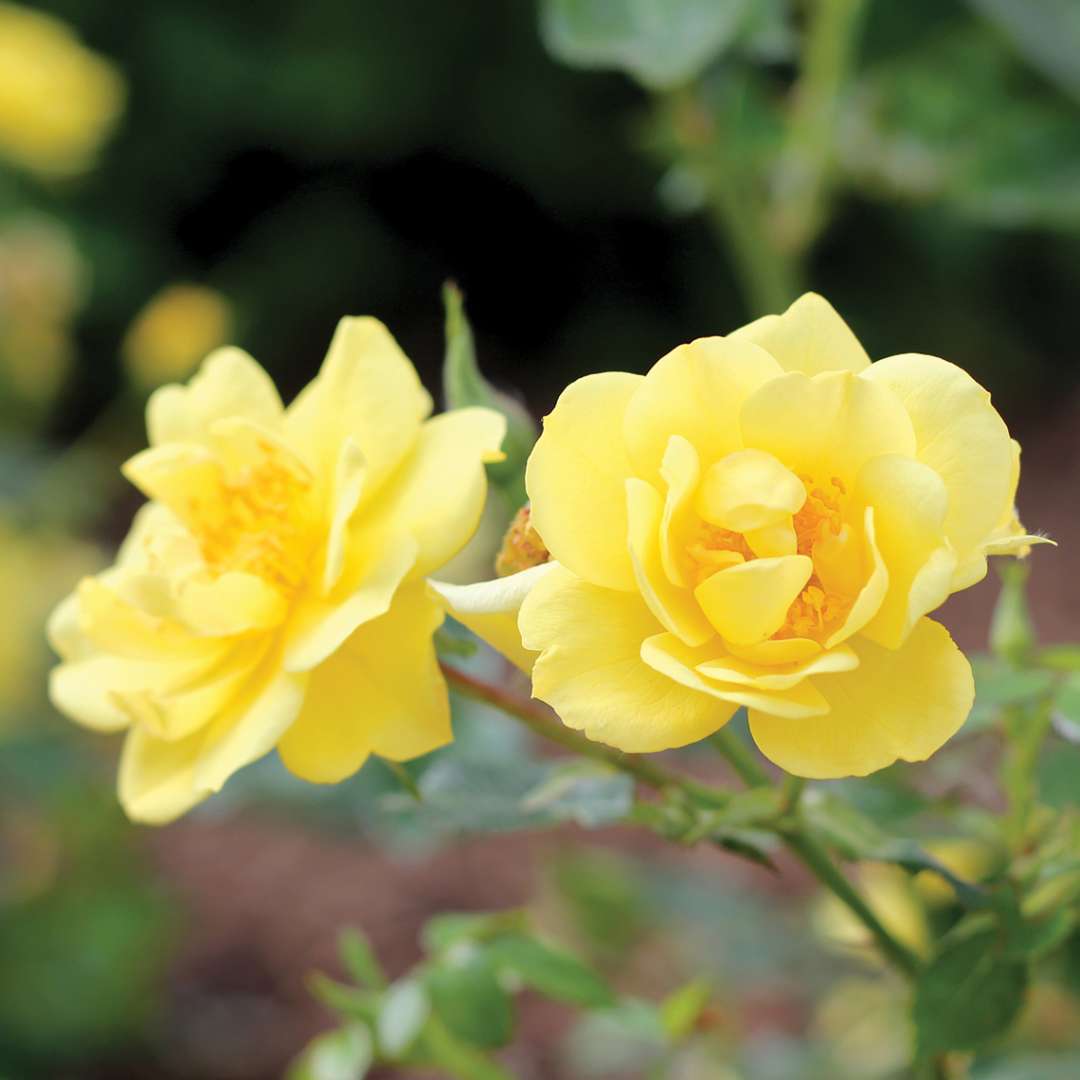 Rose - OSO EASY LEMON ZEST