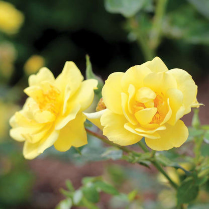 Rose - OSO EASY LEMON ZEST