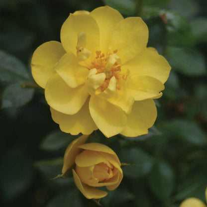 Rose - OSO EASY LEMON ZEST