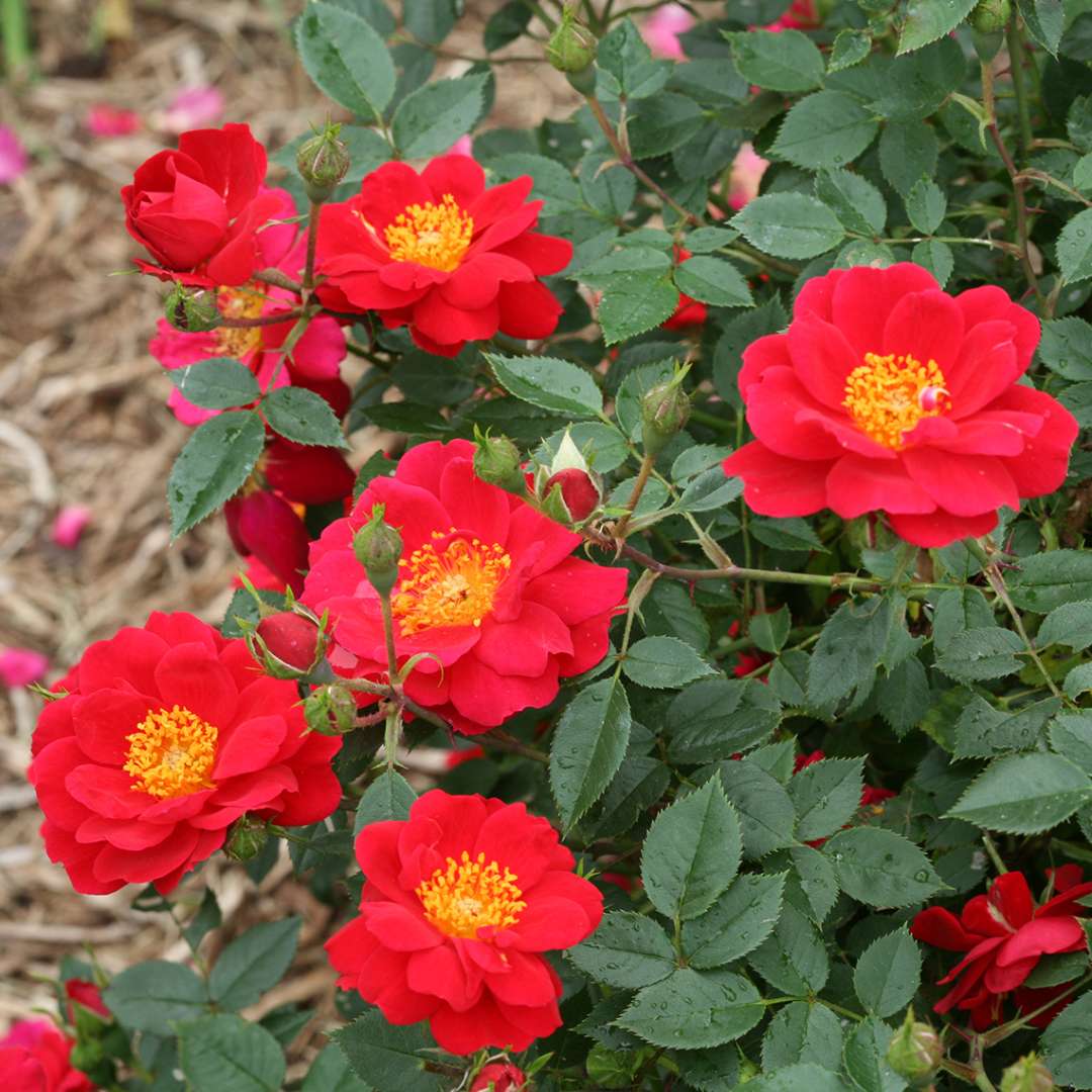 Rose - OSO EASY URBAN LEGEND