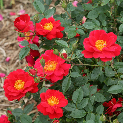 Rose - OSO EASY URBAN LEGEND