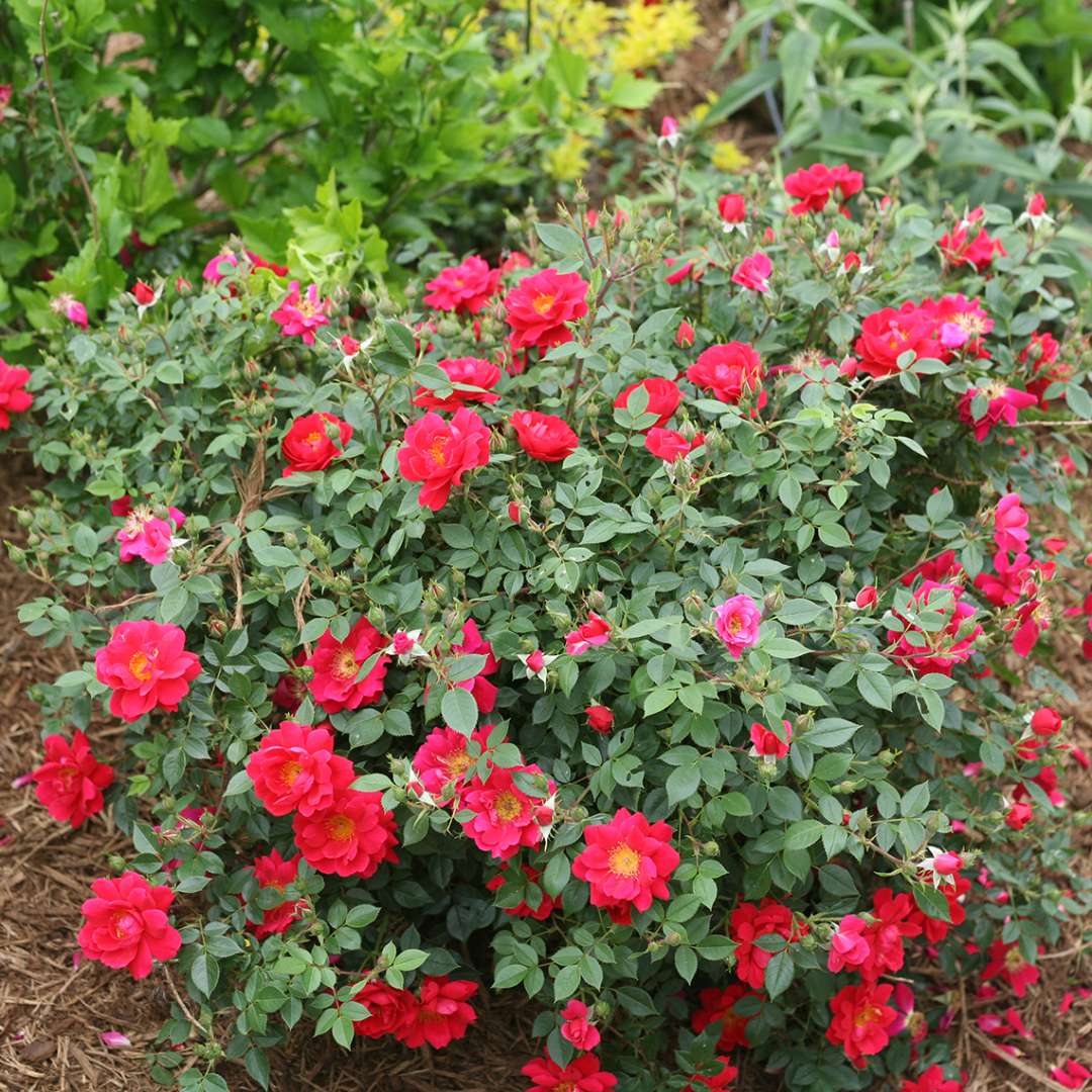 Rose - OSO EASY URBAN LEGEND
