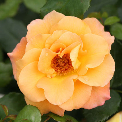 Rose - OSO EASY SUÑORITA