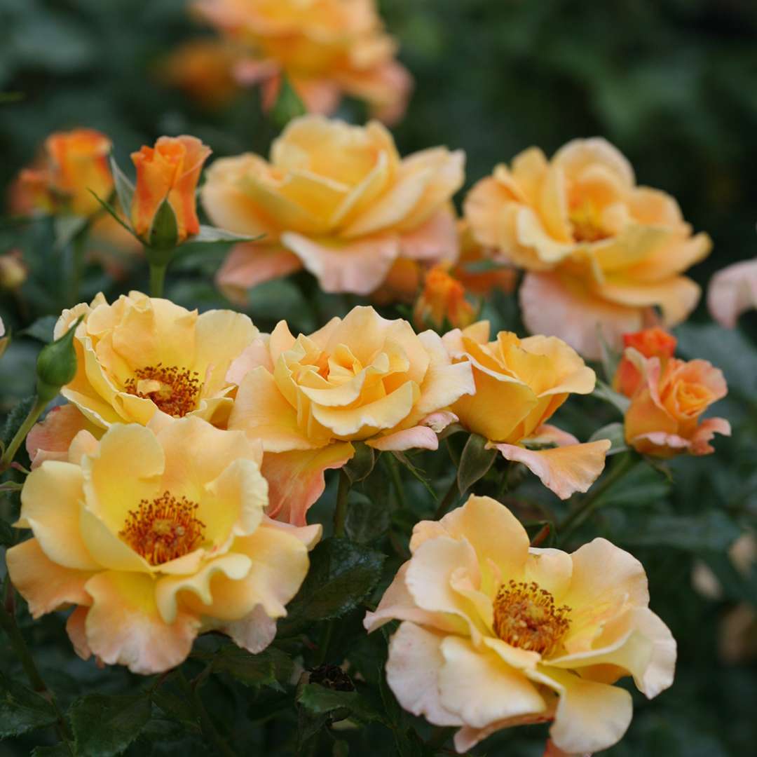 Rose - OSO EASY SUÑORITA