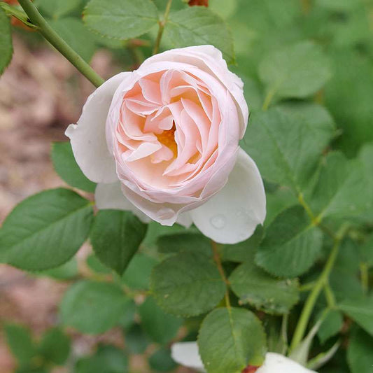 Rose - Proven Winners Flavorette Pear'd