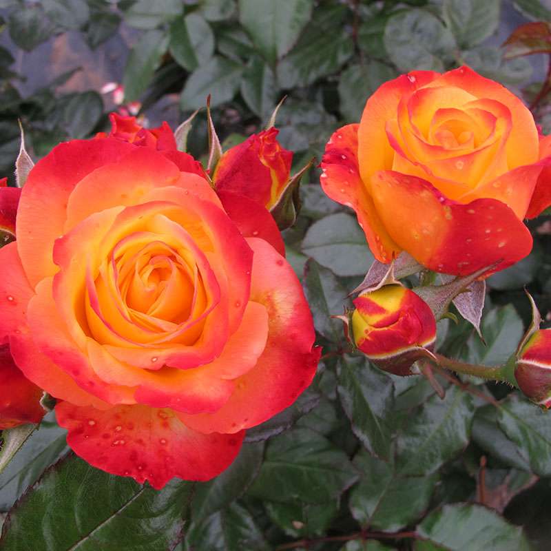 Landscape Rose - OSO EASY EN FUEGO