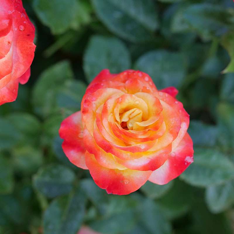 Landscape Rose - OSO EASY EN FUEGO