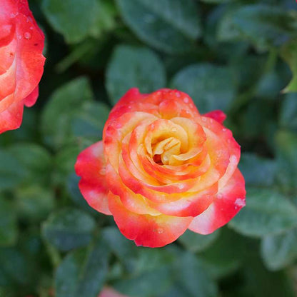 Landscape Rose - OSO EASY EN FUEGO